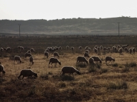 Troupeau de mouton dans le moyen Atlas