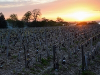 Lever de soleil sur les vignes de St Julien