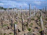 Les vignes à perte de vue