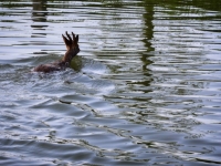Un chevreuil prend son bain