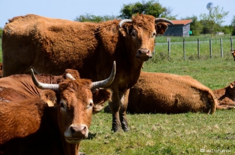Les vaches médocaines
