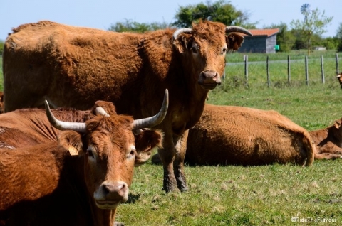 Les vaches médocaines