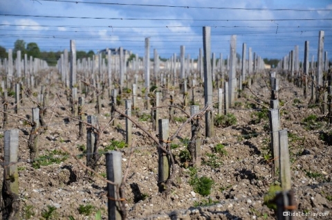 Les vignes à perte de vue