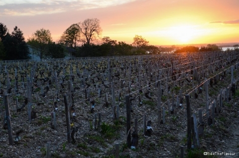 Lever de soleil sur les vignes de St Julien