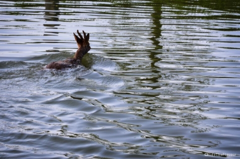 Un chevreuil prend son bain